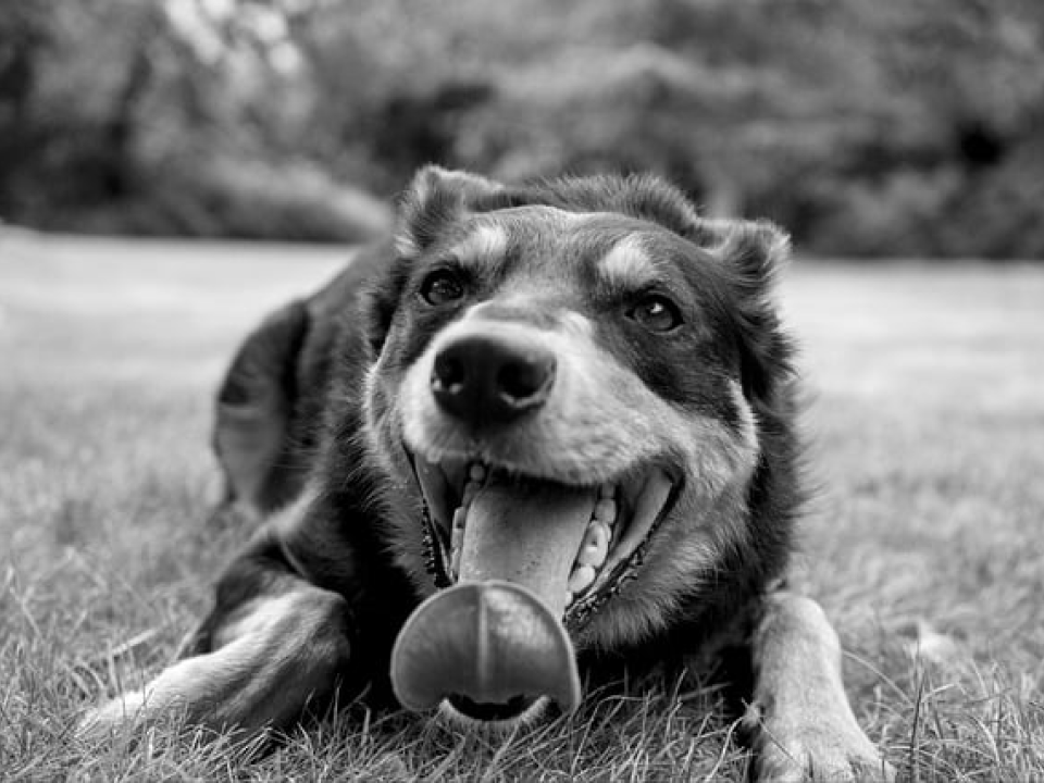 犬の笑顔